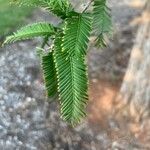 Metasequoia glyptostroboides List