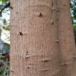 Jacaratia spinosa Corteza