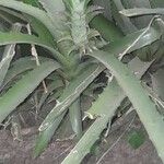 Bromelia pinguin List