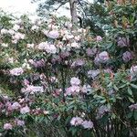 Rhododendron vernicosum Характер