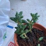 Pachyphytum compactum Folha