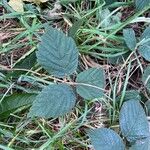 Rubus vestitus Blatt