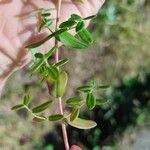 Keckiella antirrhinoides Ліст