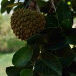 Annona crassiflora Ліст