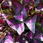 Oxalis triangularis Blatt