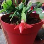 Schlumbergera truncata Лист