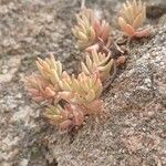 Sedum rubens Hoja