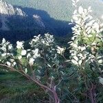 Sorbus mougeotii Hoja