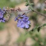 Phacelia distans Flower