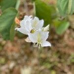 Bauhinia acuminata Blüte