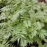 Sorbaria sorbifolia Libunga