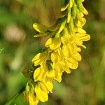 Melilotus officinalis 花