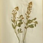 Reseda odorata その他の提案