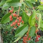 Prunus serotina Meyve