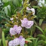 Zygopetalum maculatum Flor