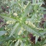 Mercurialis annua Flor