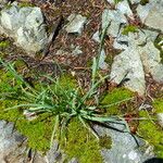 Poa alpina Leaf