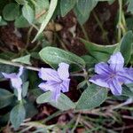 Ruellia prostrata Хабит