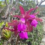 Cattleya bicolor