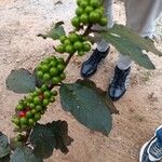 Coffea canephora Froito