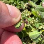 Trifolium striatum Liść