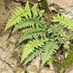 Asplenium obovatum Vekstform