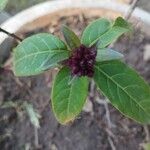 Cestrum fasciculatum Blad