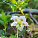 Moneses uniflora Flor