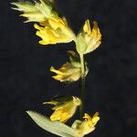 Anthyllis terniflora Цвят