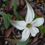 Jaborosa integrifolia Blüte