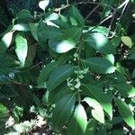 Hoheria sexstylosa Leaf