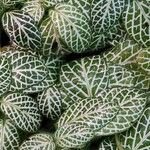 Fittonia albivenis Blad