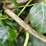 Hedera hibernica Kabuk