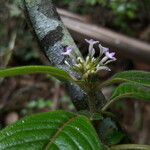 Phyllopentas austro-orientalis Flor