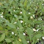 Lantana achyranthifolia Pokrój