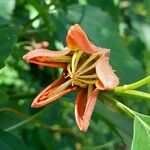 Caiophora hibiscifolia Flower