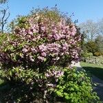 Malus halliana Alkat (teljes növény)