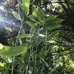Agathis robusta Leaf