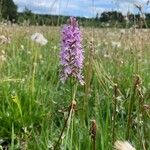 Dactylorhiza fuchsiiЦвят