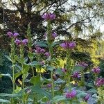 Chelone obliqua Flower