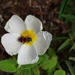 Cistus salviifolius Flower