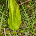 Ophioglossum vulgatum Φύλλο