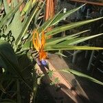 Strelitzia reginae Кветка