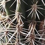 Pachycereus pringlei Yaprak