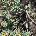 Euphorbia balsamifera Habitat