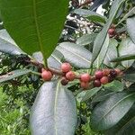 Ficus americana Leaf