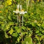 Linaria triphylla Цветок