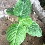 Passiflora ligularis Leaf