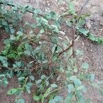 Bauhinia rufescens Hoja