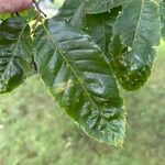 Castanea mollissima Leaf